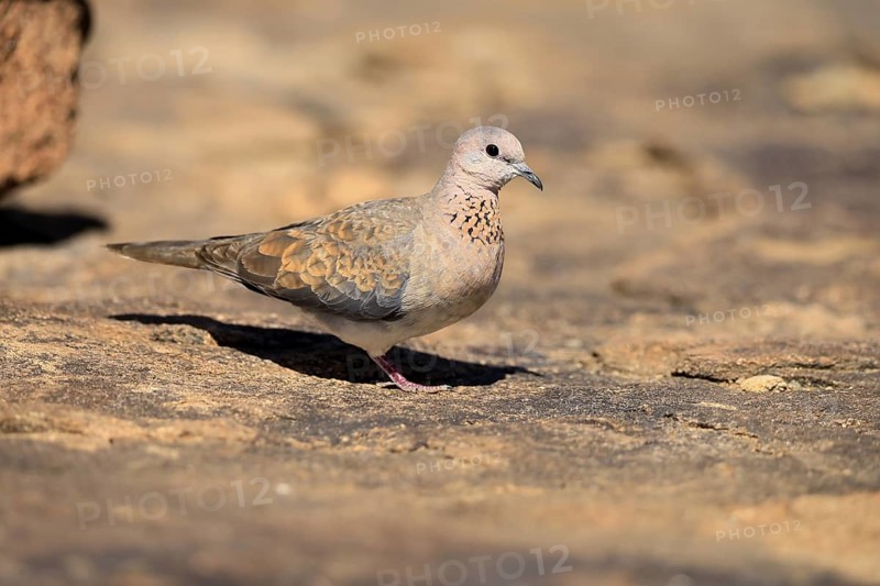 Palm Pigeon (Spilopelia senegalensis), adult, on the ground, foraging, Mountain Zebra National Park, Eastern Cape, South Africa