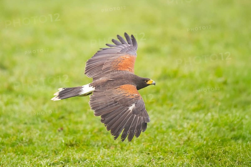 Harris's hawk (Parabuteo unicinctus) flying over a meadow, autumn, Bavaria, Germany