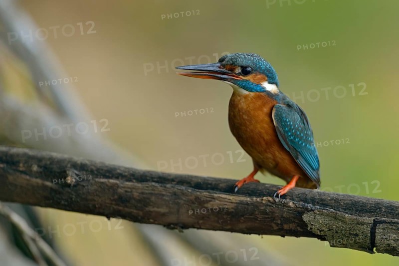 Kingfisher (Alcedo atthis), female adult bird, in natural environment, slightly open beak and upright sitting position bring a little tension into the picture, native nature, Lower Rhine, Rhineland, North Rhine-Westphalia, Germany, Western Europe