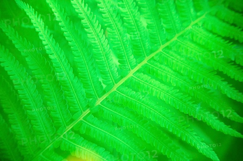 Fern leaf
