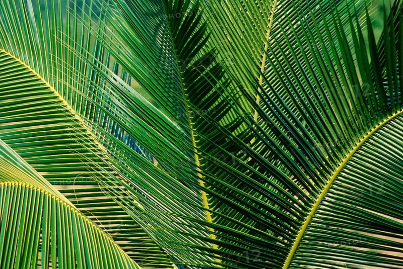 Coconut palm, leaves