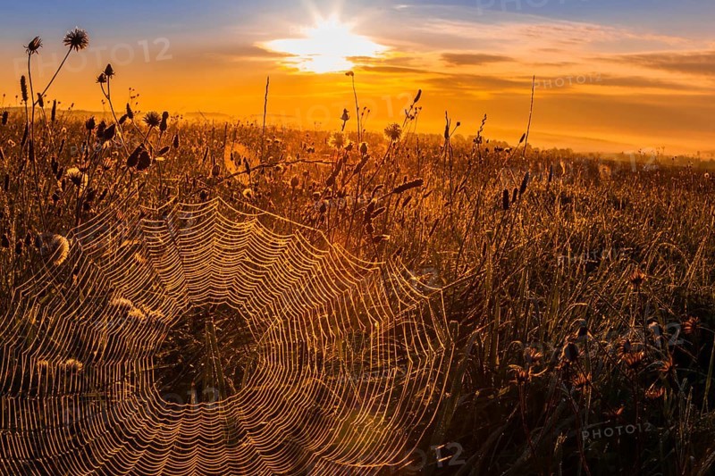Spider's web in the morning light