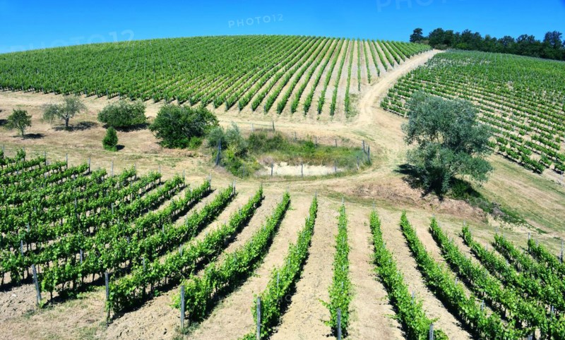 Vineyards near the city of San Gimignano, Tuscany, Italy