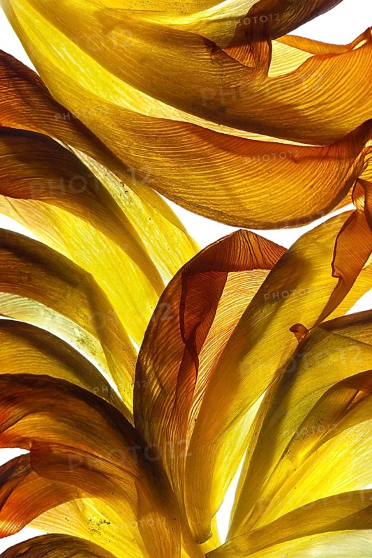 Withered petals of a tulip on a white background