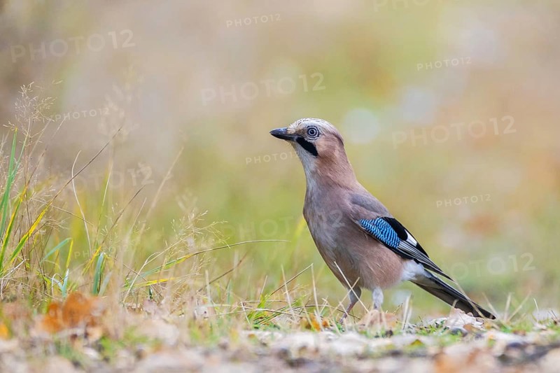Jay posing on the forest litter. autumn. Swarzedz, Poland