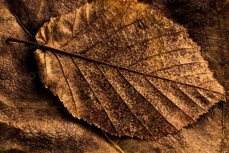 Dry leaf outstanding on other leaves as an autumn background