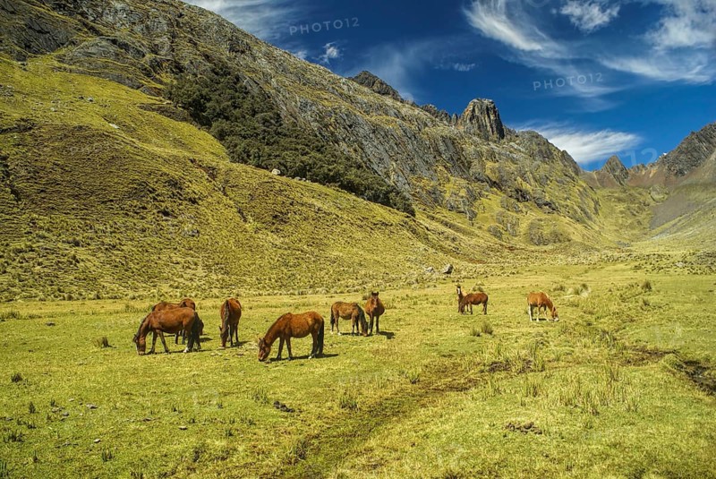 Horses grazing in scenic green valley between high mountain peaks in Peruvian Andes