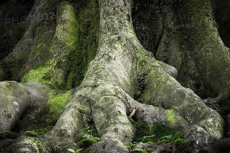 Ancient beech (Fagus), root approach, Jasmund National Park, Rügen, Mecklenburg-Western Pomerania, Germany