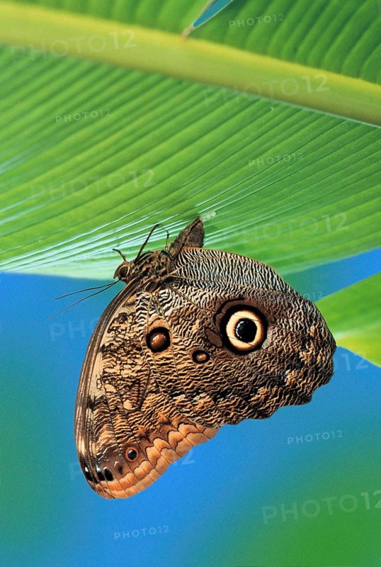 Owl Buttfly, female, lying eggs (Caligo memnon)