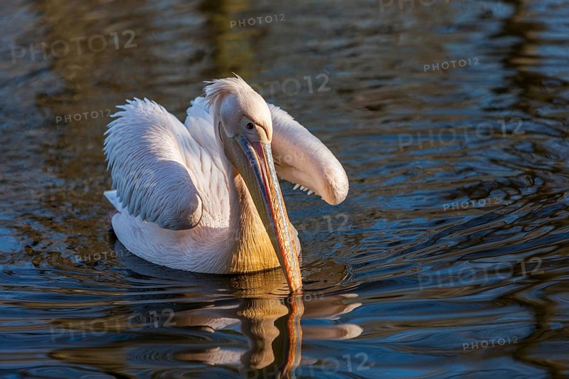 Pelican