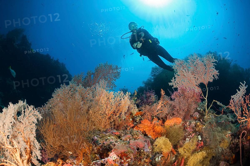 Scuba Diver over Coral Reef, New Ireland, Papua New Guinea | Scuba Diver over Coral Reef, New Ireland, Papua New Guinea