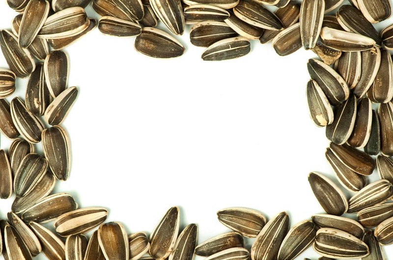 Raw sunflower seeds.Isolated border on white