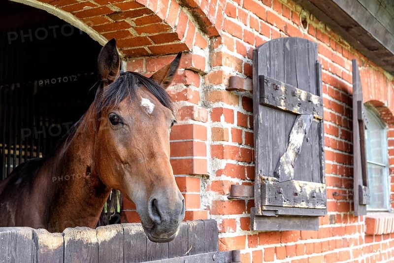 Stud farm in Masuria