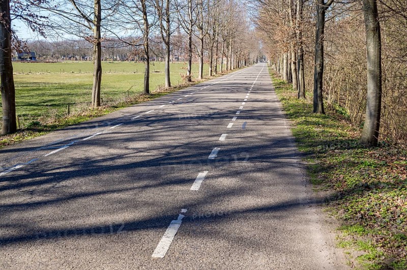 Paved road with dashed white lines passing between rows of trees and green fields in early spring