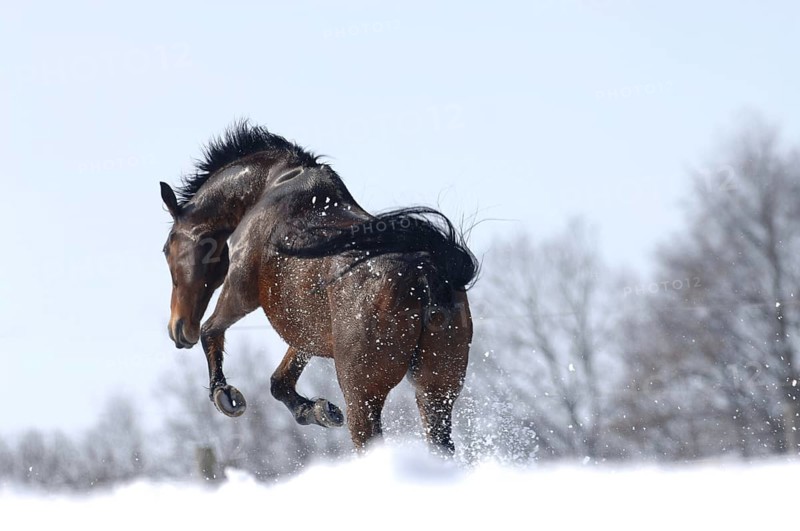 Orlov trotter at a gallop, snow