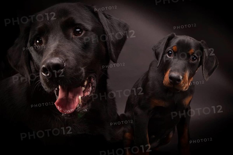 Doberman pinscher (Dobie) puppy in a studio setting