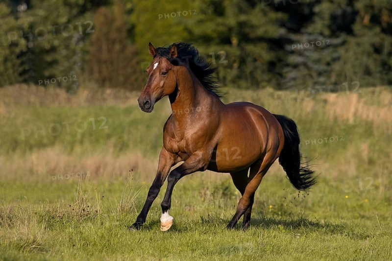 Brown Andalusian gelding galloping in the meadow, Germany