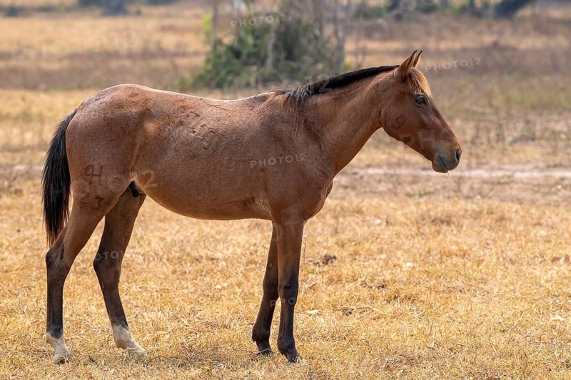 Andalusian horse (Pura Raza Española), perfect, Pantanal, inland, wetland, UNESCO Biosphere Reserve, World Heritage Site, wetland biotope, Mato Grosso, Brazil
