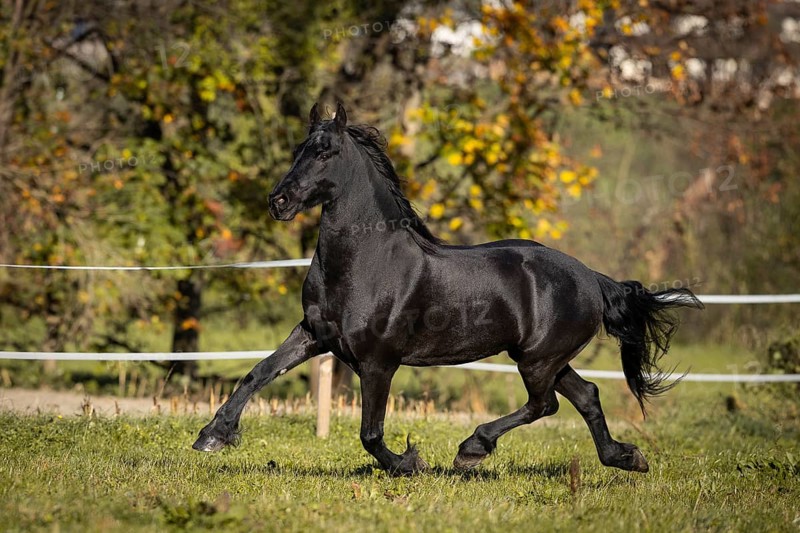 Frisian gelding in the pasture in autumn