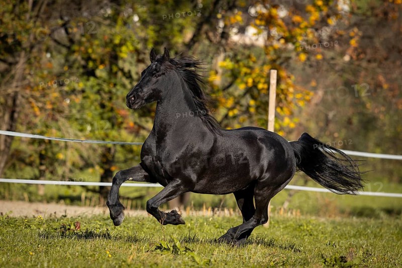 Frisian gelding in the pasture in autumn