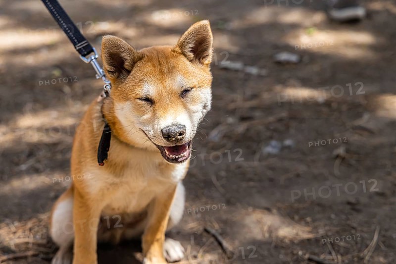Close up front portrait of a happy red Shiba Inu puppy, smiling towards camera sitting in the park on a leash with copy space to the right