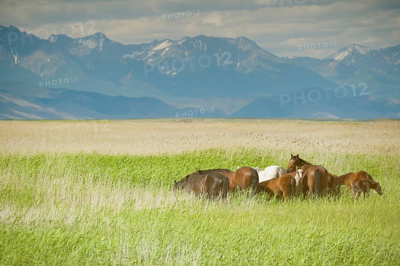 Group of horses grazing at green pasture, faded image