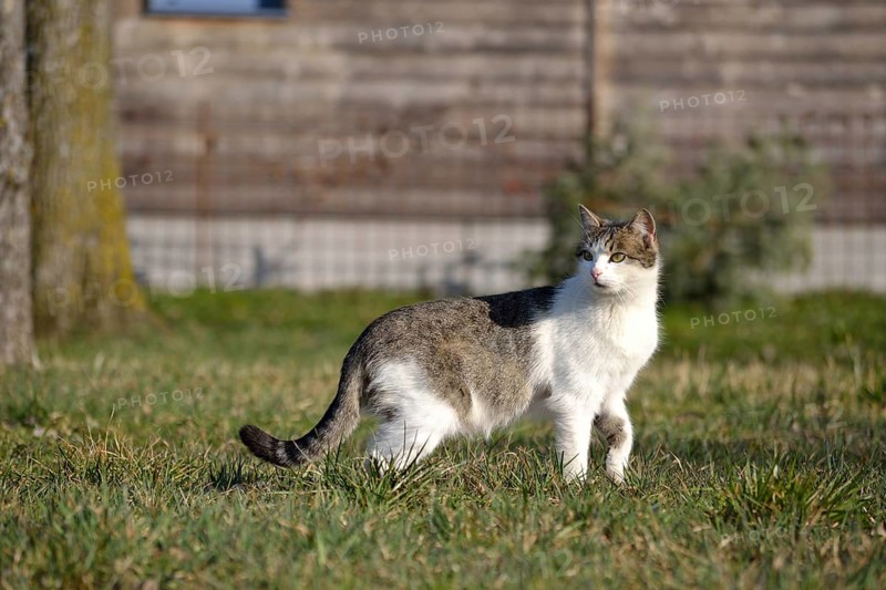 Grey and white domestic cat searches attentively for food in the meadow
