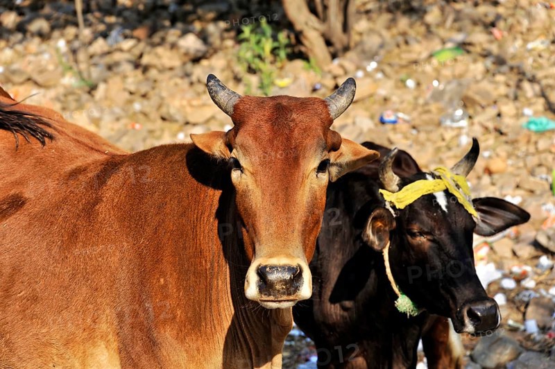 Jaipur, Rajasthan, North India, India, Asia, Two cows standing quietly together on a dusty road