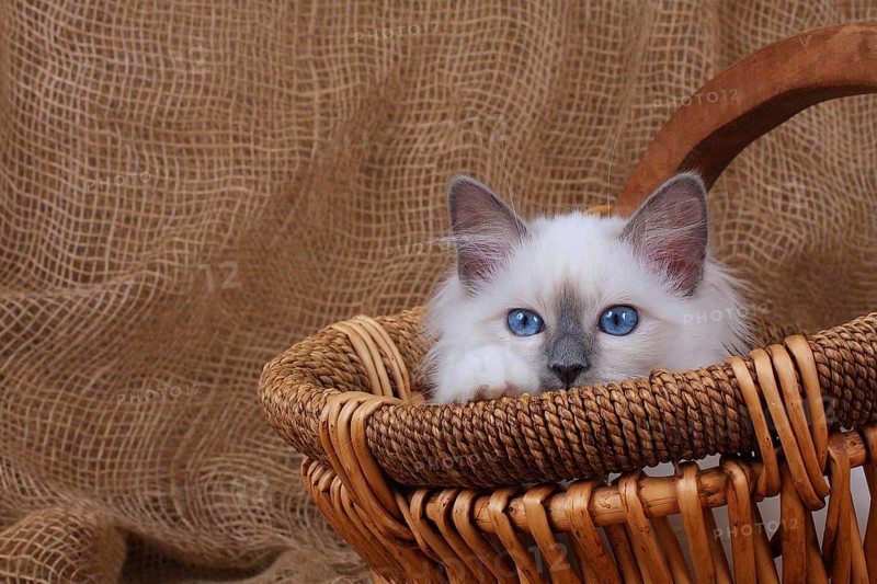 SACRED CAT OF BIRMA, SACRET CAT OF BIRMA, BIRMAN CAT, SITS IN BASKET