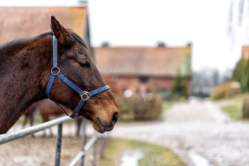 Two bay horses in a paddock on a farm in eastern Poland in Europe