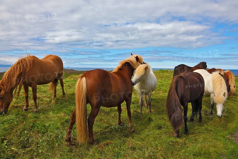 Icelandic horses. Beautiful and well-groomed horse chestnut and white suit on free ranging