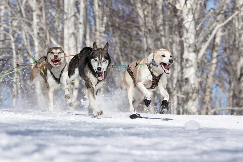 PETROPAVLOVSK-KAMCHATSKY, KAMCHATKA PENINSULA, RUSSIA, FEBRUARY 23, 2017: Runs dog sled Alaskan husky musher Krivogornitsyna Kristina. Kamchatka Kids Competitions Sled Dog Race Dyulin (Beringia)