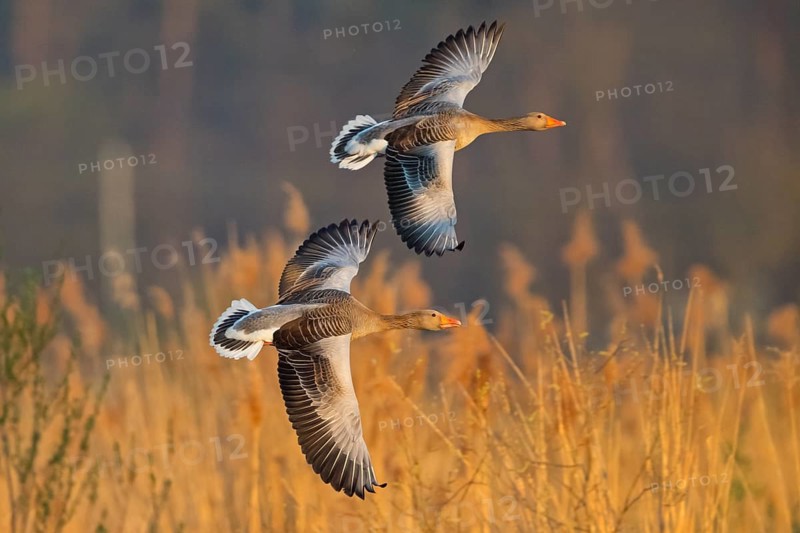 Greylag goose, Anser Anser, flight photo, side view, two birds, Wagbachniederung, Baden-W¸rttemberg, Germany