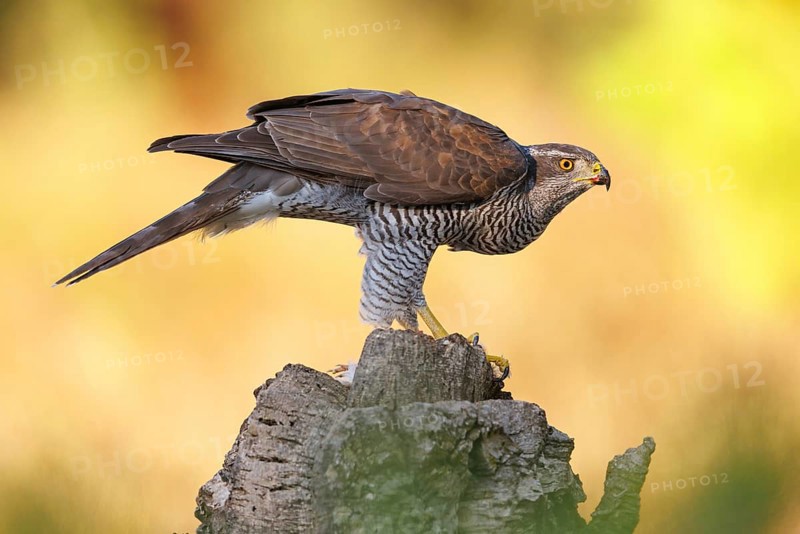 Northern northern goshawk (Accipiter gentilis), Autour des palombes, Hides De Calera / Goshawk Hide, Calera Y Chozas, Castilla La Mancha / Toledo, Spain