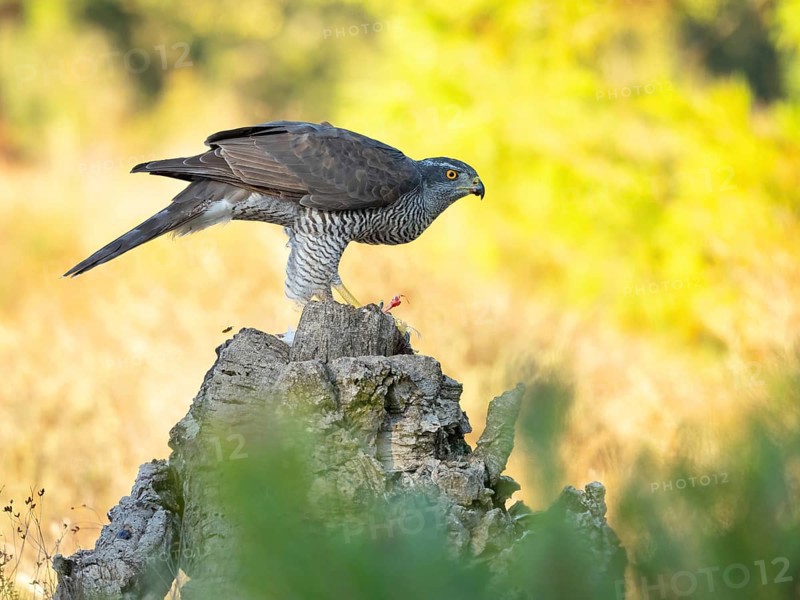 Northern northern goshawk (Accipiter gentilis), Autour des palombes, Hides De Calera / Goshawk Hide, Calera Y Chozas, Castilla La Mancha / Toledo, Spain