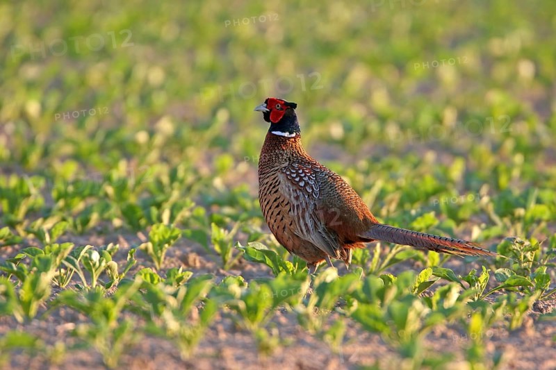 Pheasant (Phasianus colchicus), Faisan de Colchide, Faisan de chasse, Faisán Vulgar, Bad Dürkheim County, Tiszaalpár, Kiskunsági National Park, Bács-Kiskun, Hungary