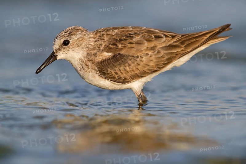 Little stint (Calidris minuta), Bécasseau minute, Correlimos Menudo, Kalloni Salt Pans, Lesvos, Greece