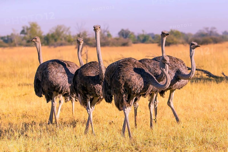 Struthio camelus, Ostrich, Botswana, Africa, Wildlife