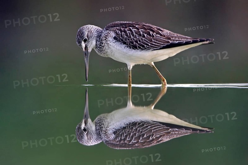 Common greenshank (Tringa nebularia) Chevalier aboyeur, Archibebe Claro, Offstein sewage ponds, Rhineland-Palatinate, Germany