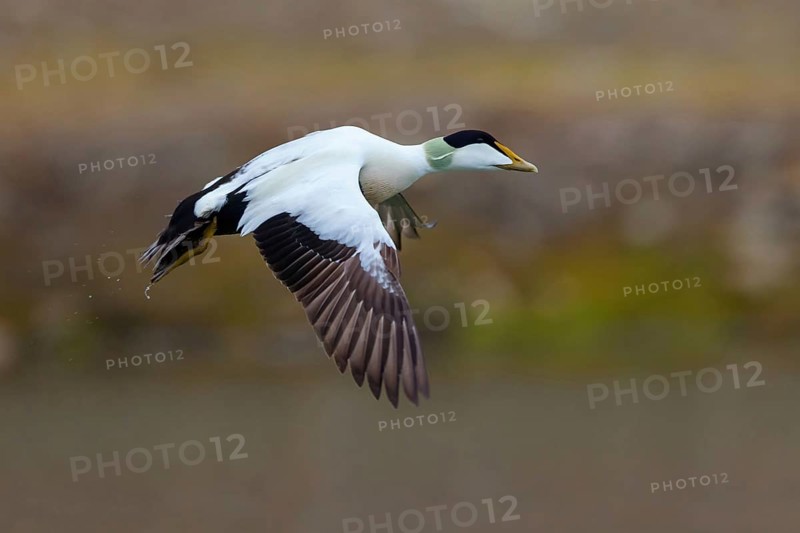 Common eider (Somateria mollissima), duck, drake, flight photo, Longyearbyen, Svalbard Spitsbergen, Norway
