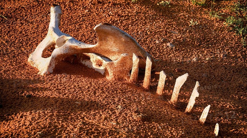 Camel bone, skeleton, skeleton, desert, animal, animals, mammal, mammals, dead, death, Saudi Arabia, Middle East, Middle East