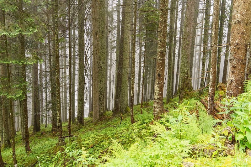 Fog-covered forest with tall, slender trees and green ground cover, gosau, alps, austria