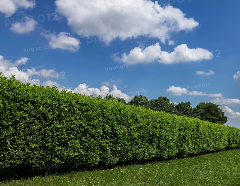 Geen grass, hedge and amazing sky