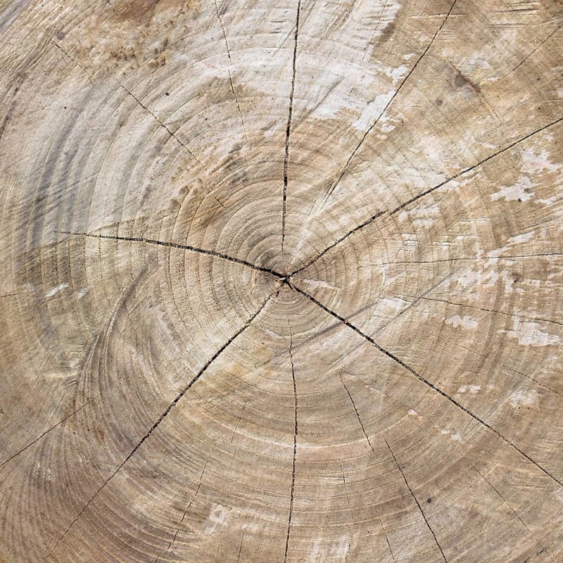 Close up of cut tree trunk