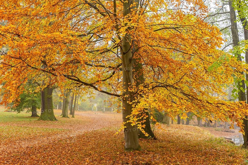 Lauterbach Castle and Park in autumn, Lauterbach, Lauterbach, Saxony, Germany