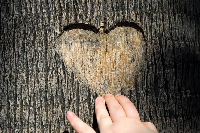 Heart carved in tree trunk