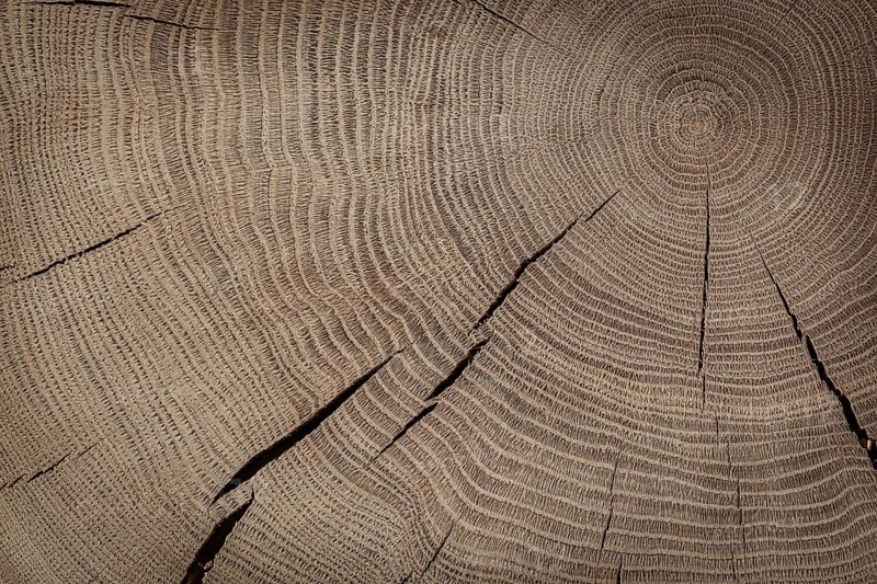 Oak Texture On Cross Section