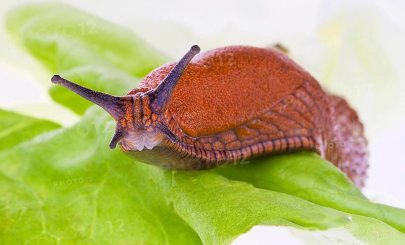 A nudibranch crawls on a lettuce leaf Austria