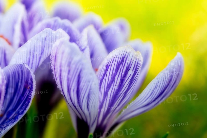 Beautiful springflower crocus in the garden