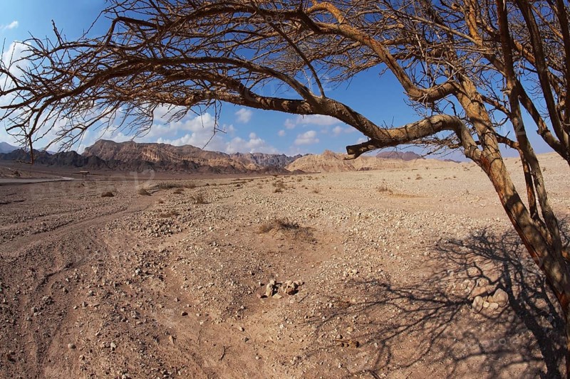 Colorful dry snags in the Judean Desert